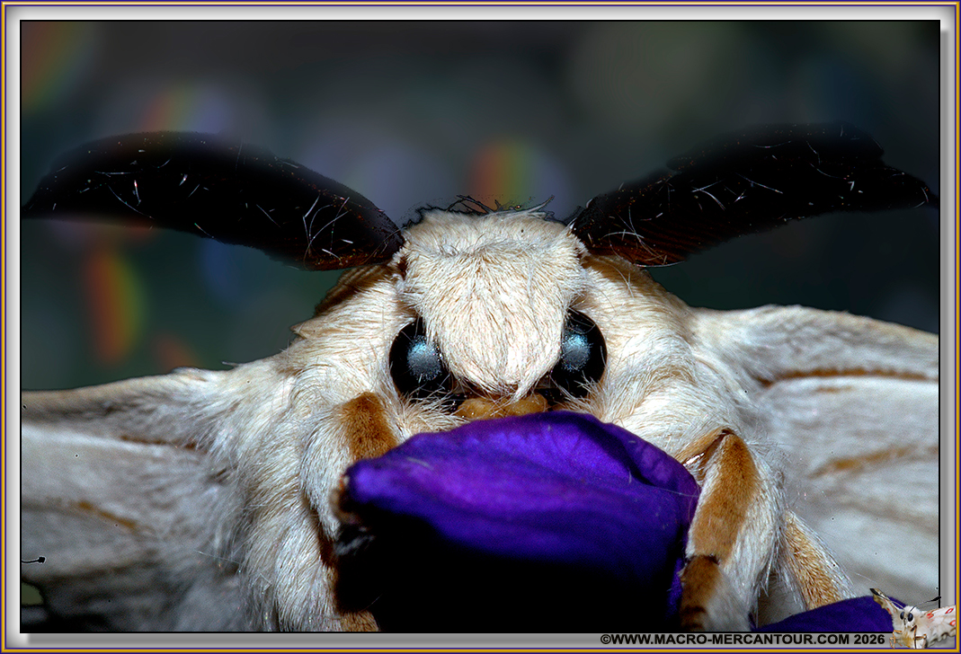 BOMBYX
